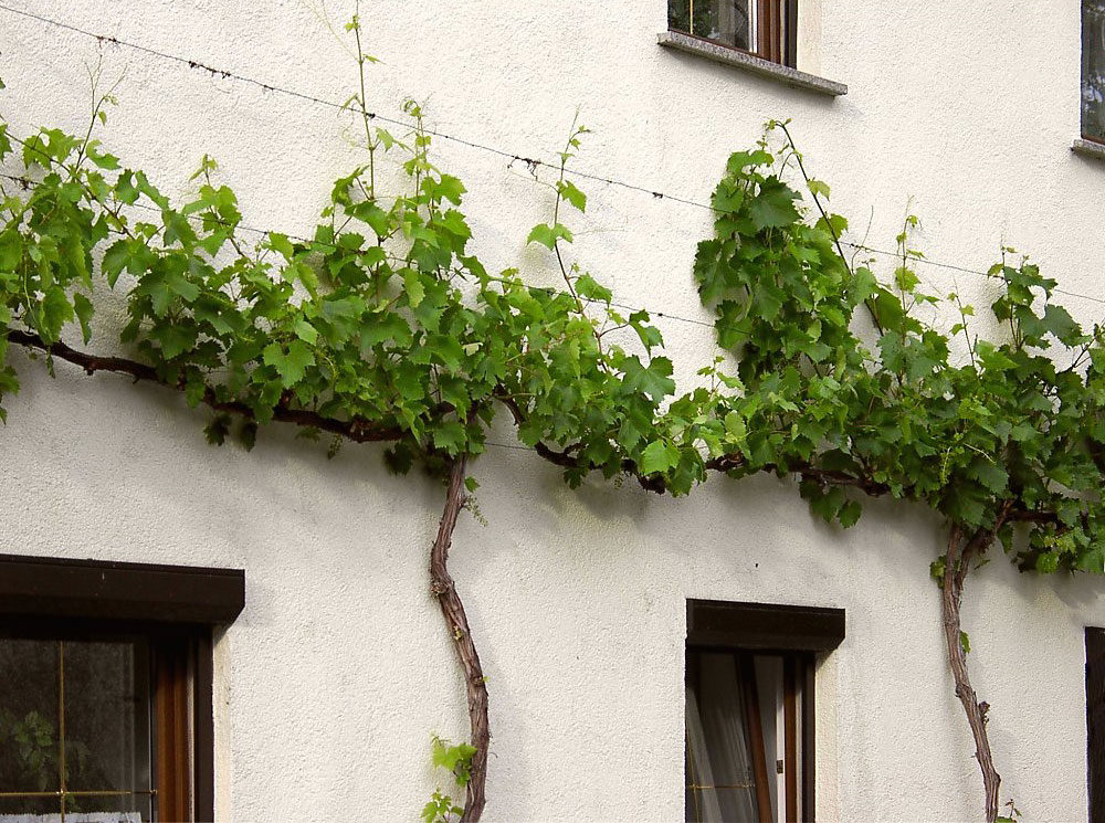 Weinreben an einer Hausfassade