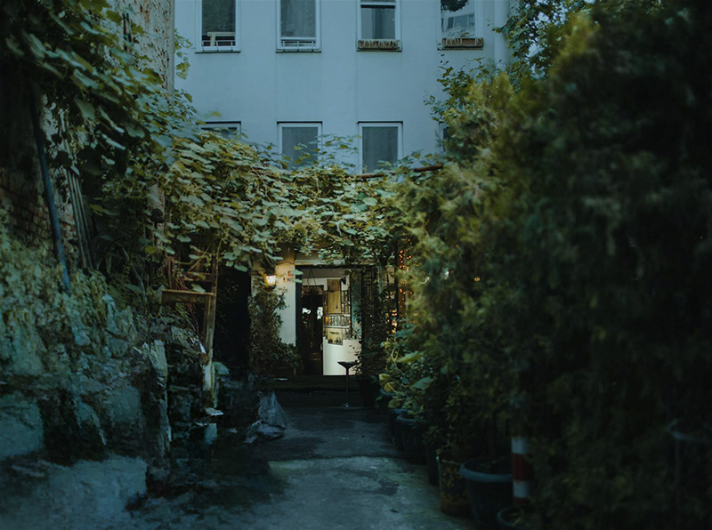 Weinreben im Hinterhof einer Großstadt